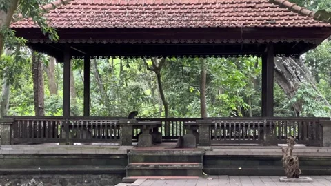 Monkeys Playing in a Traditional Temple Within the Jungle Forest. Stock Footage 286428145