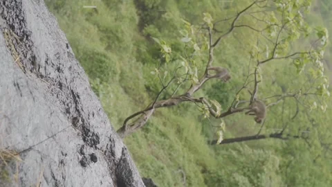 Monkeys playing on a tree Stock Footage 246380307