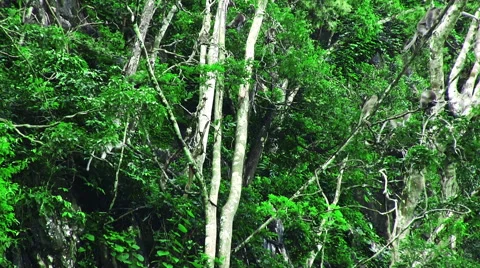 Monkeys Playing In The Trees 스톡 동영상 60635628