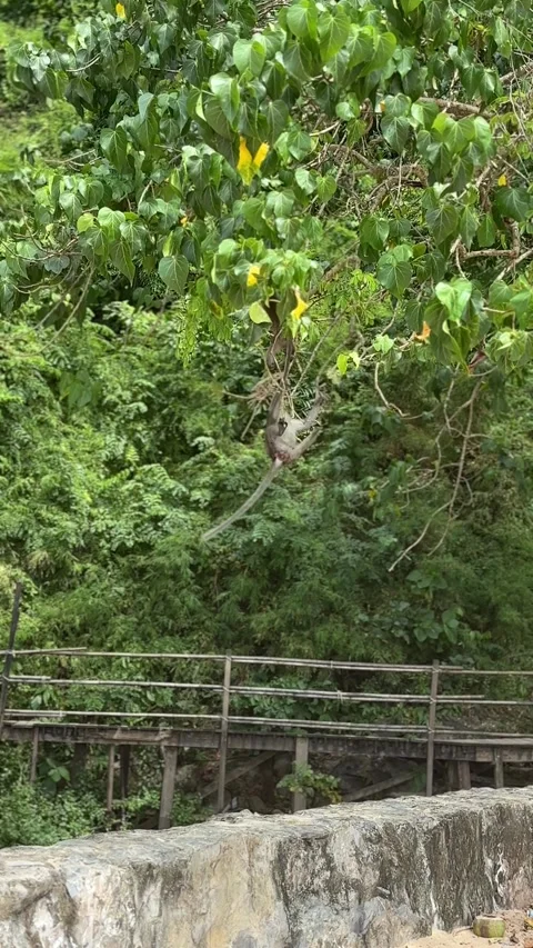 Monkeys Playing In Trees On Monkey Trail Near Ao Nang Beach Krabi Thailand Stock Footage 327884080
