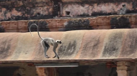 Monkeys playing at Virupaksha Temple Stock-Footage 43855907