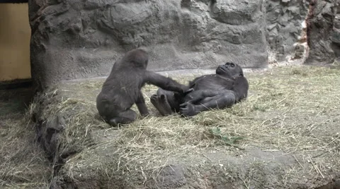 Monkeys playing in the zoo 4k Stock Footage 66452429