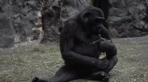 Monkeys playing in the zoo 4k Stock Footage 66456043