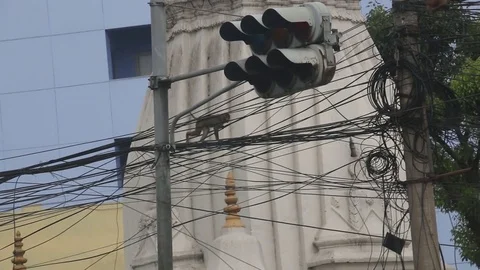 Monkeys on power lines in nepal Stock Footage 74507187