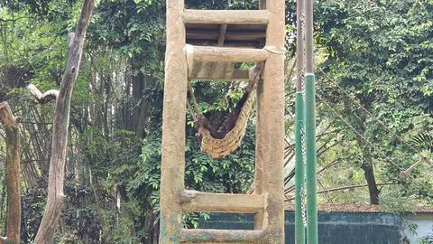 Monkeys at Ragunan Zoo Stock Photos