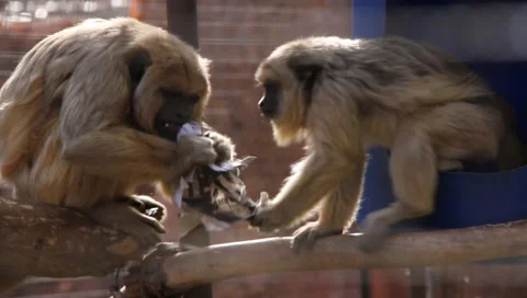 Monkeys reading newspaper Stock Footage