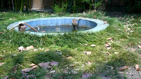 Monkey’s Refreshing Break at the Fountain Stock Footage 313566288