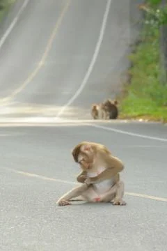 The monkeys relax. Foto stock