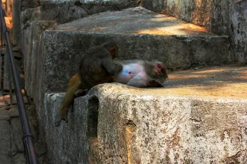 Monkeys relax Foto stock