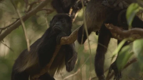Monkeys relaxing on tree branch Stock Footage 79789764