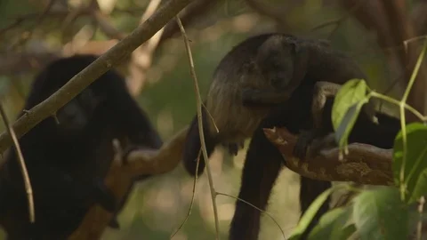 Monkeys relaxing on tree branch Stock Footage 79789868