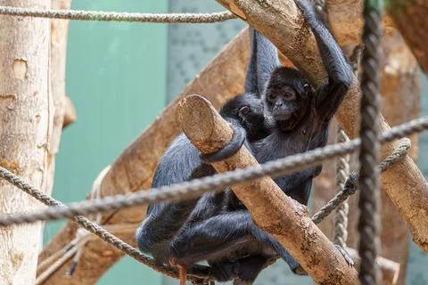 Monkeys rest and interact on branches in an indoor zoo setting during dayli.. Photos