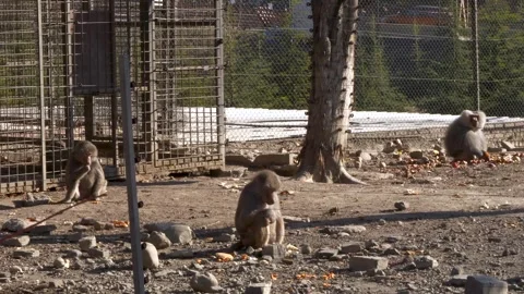 Monkeys rest in the cage of the zoo while city cars are moving in the background Vidéo 257836806