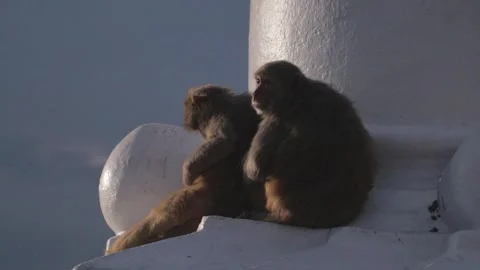 Monkeys Resting on Temple Wall with Sunset Glow in Kathmandu, Nepal Stock Footage 297086222