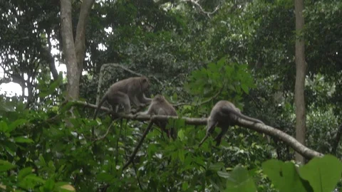 Monkeys riding on the tree branch in the forest of Bali. Stock Footage 104348448