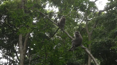 Monkeys riding on the tree branch in the forest of Ubud, Bali. Stock Footage 104348479