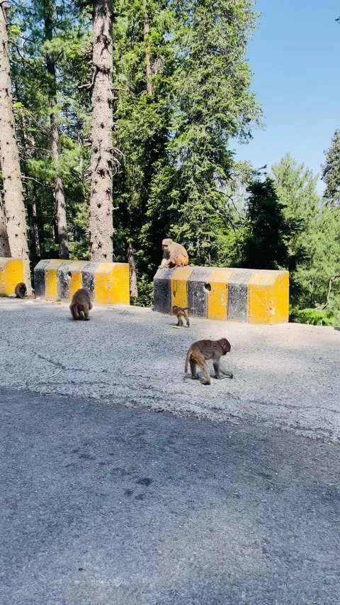 Monkeys on the road Stock Footage 311941790