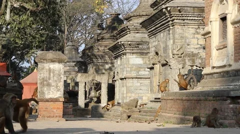 Monkeys roam around the ancient temple. Slider shot Stock Footage 58911561