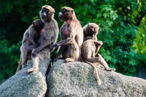 Monkeys on a rock Stock Photos