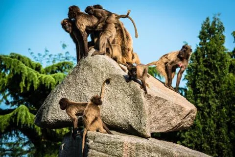 Monkeys on a rock Stock Photos