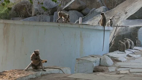 Monkeys On The Roof Stock-Footage 82453955