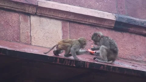 Monkeys On A Rooftop In Agra, India Stock Footage 159165634