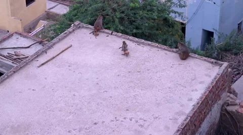 Monkeys on rooftops linked together. Shot in Govardhan, India. Pan tilt. Stock Footage 51108456