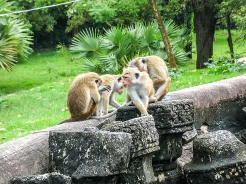 Monkeys on the ruins of the temple. Stock Photos