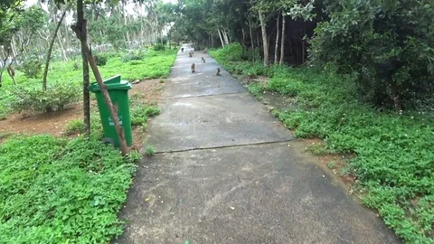 Monkeys run along the path and jump in the trees Stock-Footage 104564139