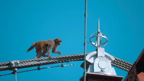 Monkeys run on the cables and the upper structures of the cable-stayed bridge  Stock Footage 108200485