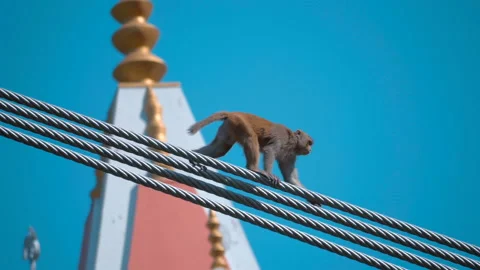 Monkeys run on the cables and the upper structures of the cable-stayed bridge  Stock Footage 108200534