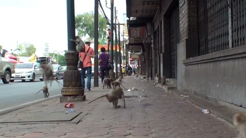 Monkeys run on the sidewalk. In the very center of the city. Thailand 库存影片 112999250