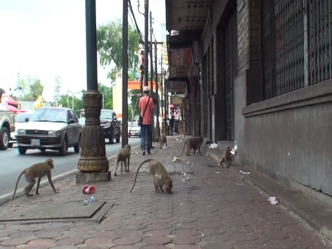 Monkeys run straight through the streets Stock Footage 102240323