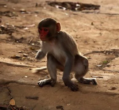 Monkeys running and watching Stock Photos