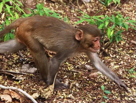 Monkeys running and watching Stock Photos