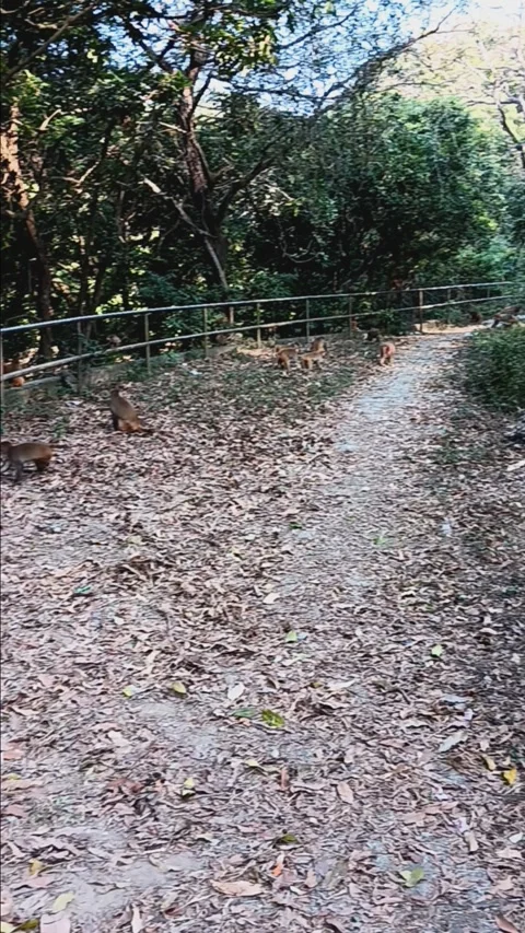 Monkeys running around searching Stock Footage 261028635