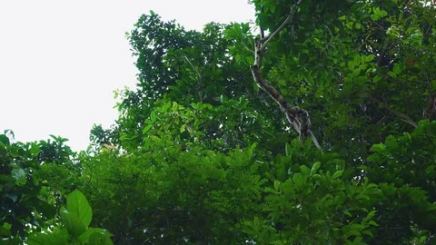 Monkeys running up a tree Stock-Footage 82177148