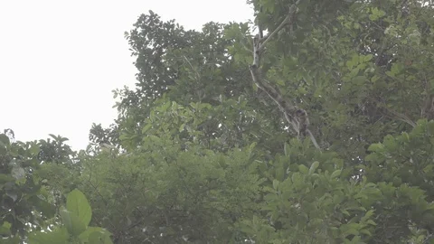 Monkeys running up a tree slog2 Stock-Footage 82447455