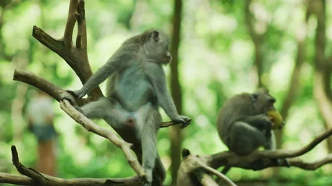 Monkeys at Sacred Monkey Forest Sanctuary Vidéo 218350332