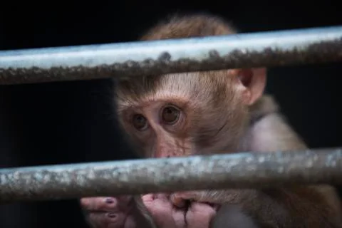 The monkeys scared eyes colored Stock Photos