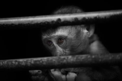 The monkeys scared eyes  Stock Photos