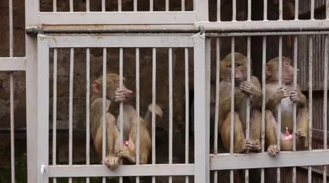 Monkeys in Scientific Apery 2 Stock Footage 49081280