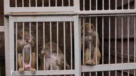 Monkeys in Scientific Apery 3 Stock Footage 49081197