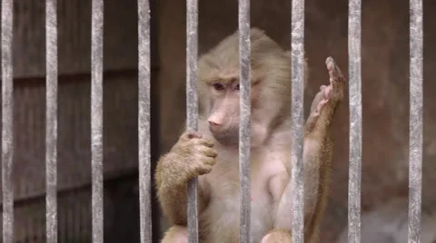 Monkeys in Scientific Apery 4 Stock Footage 49081192