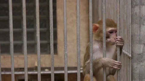 Monkeys in Scientific Apery 5 Stock Footage 49081209