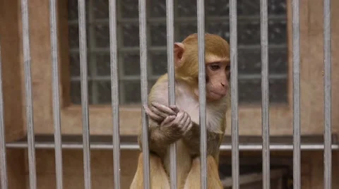 Monkeys in Scientific Apery 6 Stock Footage 49081218