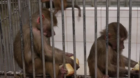 Monkeys in Scientific Apery 7 Stock Footage 49081417