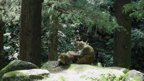 Monkeys scratching each other in the forest Manali India Vidéo 346469258