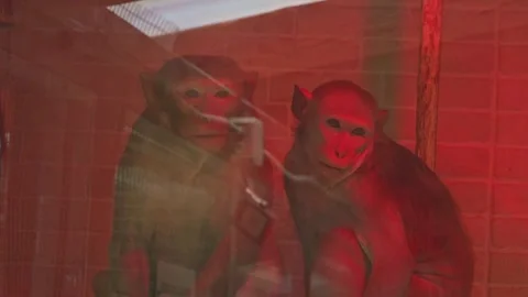 Monkeys Seen Through Glass in Red Experimental Room Stock Footage 342593742