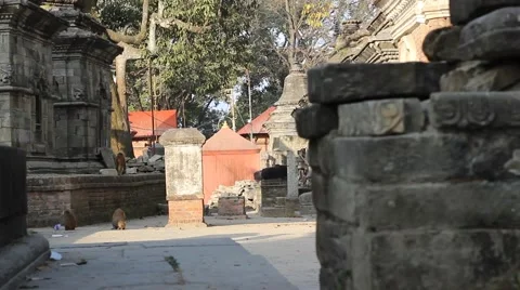 Monkeys. Сhange of frame (transition) by slider moution. Stock Footage 58911569
